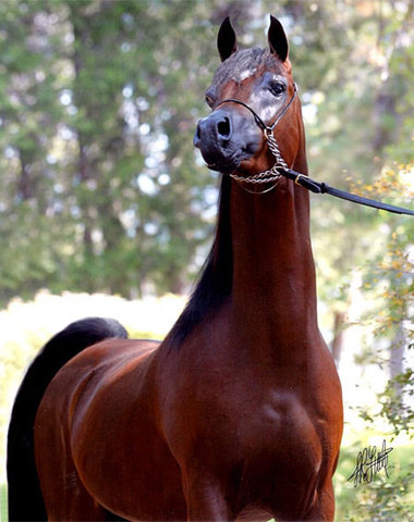 Purebred Arabian Stallions                                                                                                                                                                                                                                     